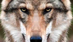 Erschreckende Fakten: Wölfe reißen vermehrt Großtiere -  685 tote Tiere registriert