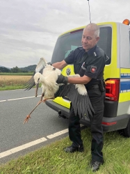 Polizei rettet Storch