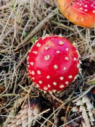 Einladung zur BUND-Exkursion  am 23. Oktober um 15 Uhr: Das geheime Leben der Pilze -  lecker, aber auch unverzichtbar  für die Natur!