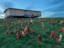 Bio-Eier erreichen Marktanteil von knapp 15 Prozent - Niedersachsen weiter Produktionsland Nummer eins