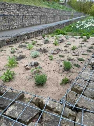 Der Anfang ist gepflanzt auf dem Gabionenhang: Bad  Gandersheims erstes Kräuterbeet!