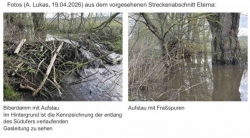 Biber an der Eterna, Antrag  der Stadtratfraktion der Grünen in Bad Gandersheim!