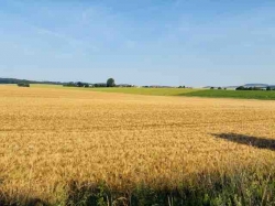 Ente 26: Getreidegold in der Heberbörde