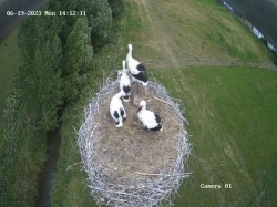 Nabu meldet Rekord-Storchenjahr