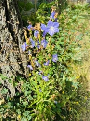 Tipps für den Naturgarten
