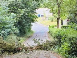 Nach Donnerstag-Sturmböen: Der beinahe nicht gesehene Baumfall bei der Ex-Residenz