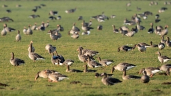 Naturscouts laden zur  Führung rund  um den Vogelzug ein